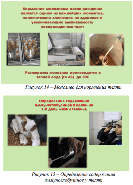 Направленное выращивание животных