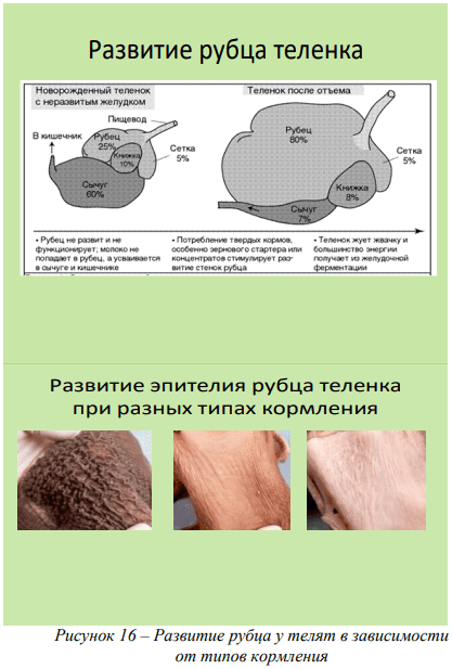 Направленное выращивание животных