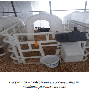 Направленное выращивание животных