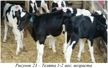 Возрастные особенности роста скелета, внутренних органов и телосложения