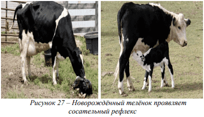 Пищеварительная система