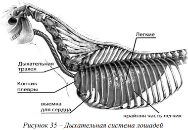 Возрастные особенности сердечно-сосудистой, дыхательной и кровеносной систем