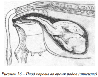 Возрастные особенности сердечно-сосудистой, дыхательной и кровеносной систем