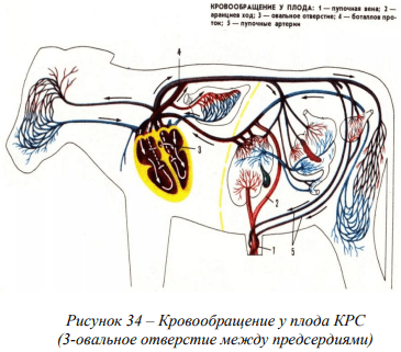 Возрастные особенности сердечно-сосудистой, дыхательной и кровеносной систем