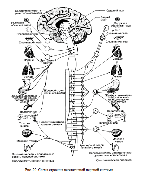Строение вегетативной нервной системы
