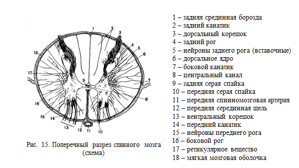 Серое вещество