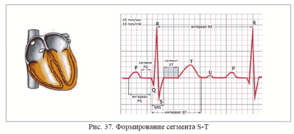 Сегмент S-T