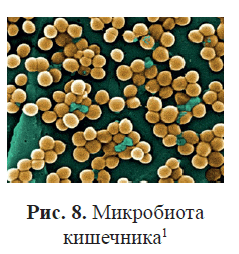 Особенности микрофлоры кишечника