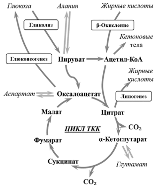 Особенности энергообеспечения организма в условия РДТ