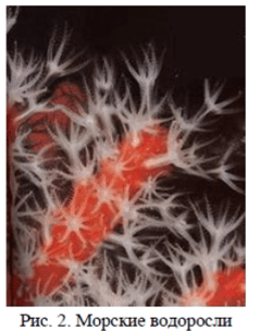 Химические факторы распространения и развития водорослей