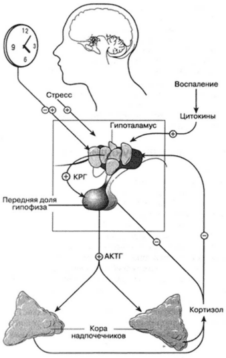 Влияние постоянного стресса на головной мозг