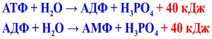 Схема химической реакции по высвобождению энергии  из АТФ 