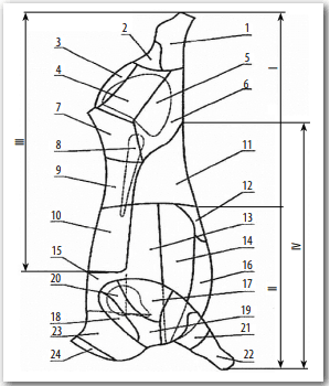 Новая схема разделки говяжьих туш на отрубы