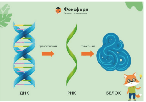 Этапы синтеза белка в клетке