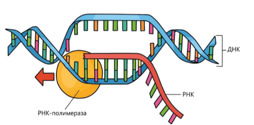 Синтез белка. Транскрипция
