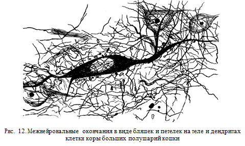Оболочки мозга