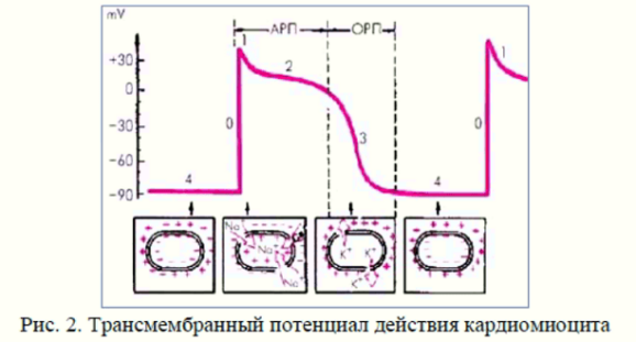 Электрофизиологические основы ЭКГ