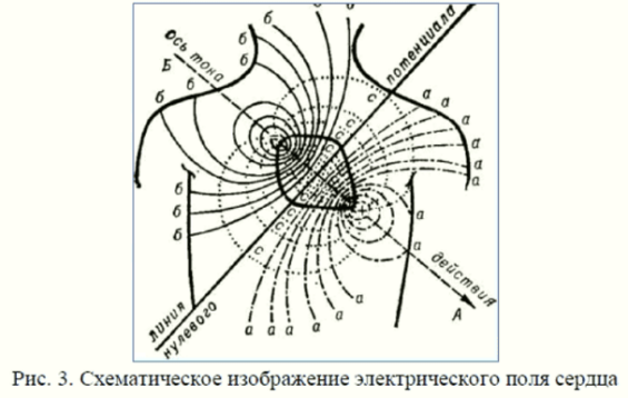 Электрофизиологические основы ЭКГ