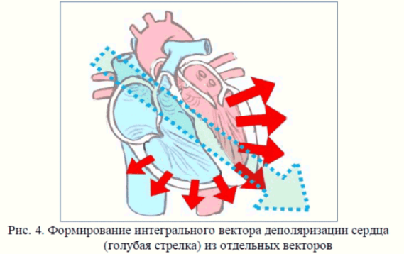 Электрофизиологические основы ЭКГ
