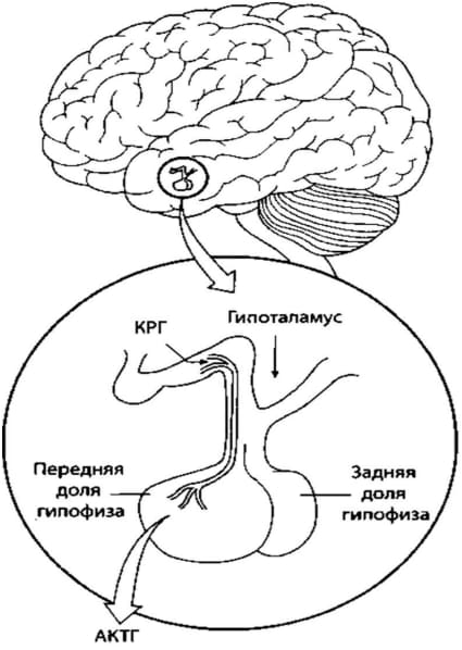 Устройство гипоталамо-гипофизарной системы